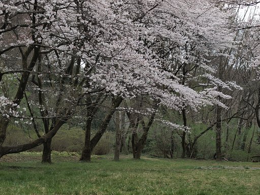 来月の親分募集