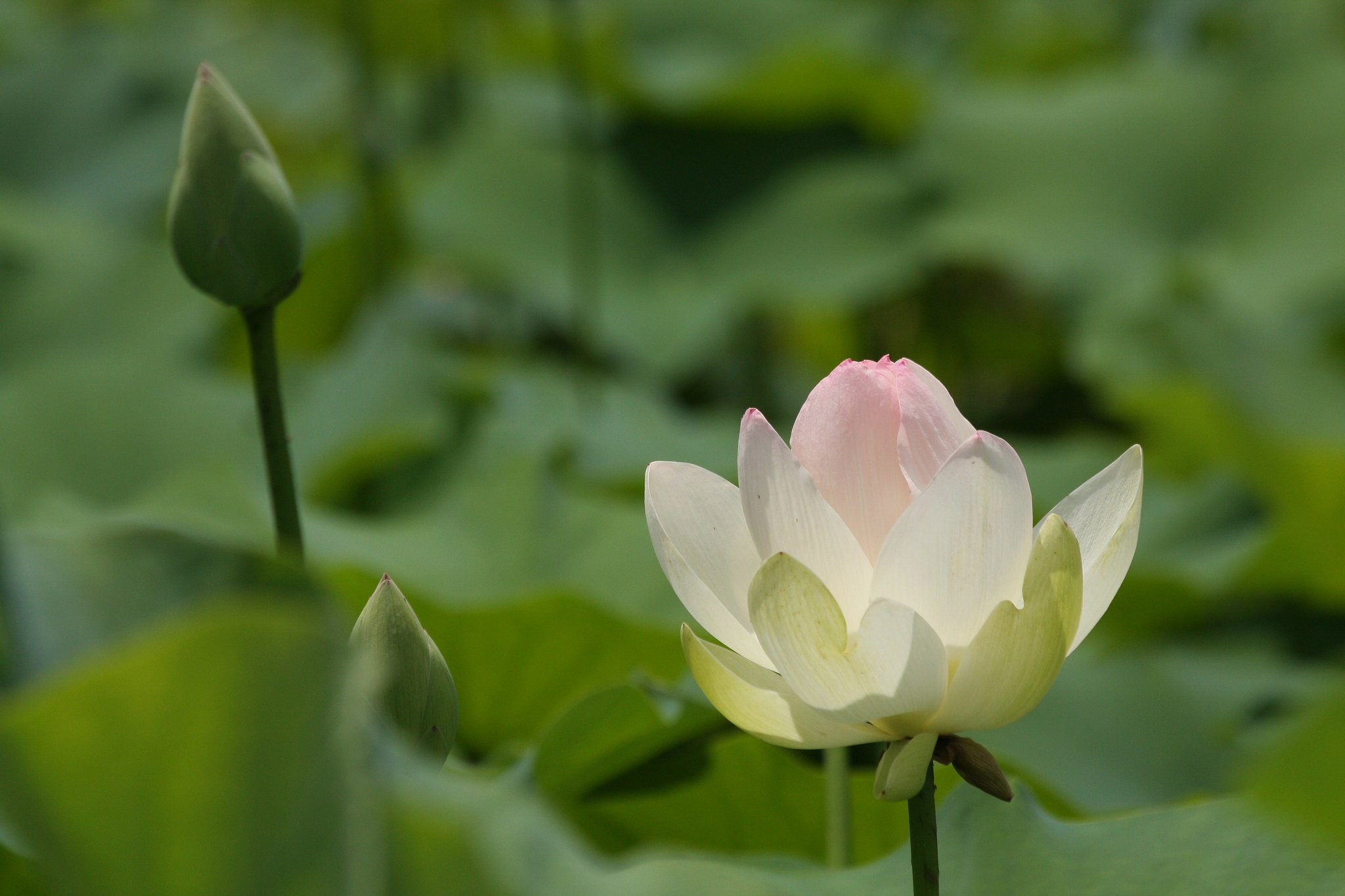 花蓮