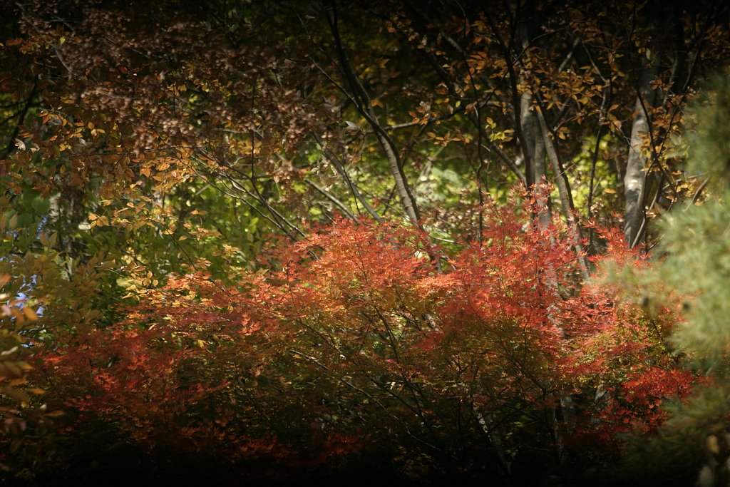 ケガの功名