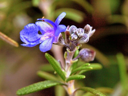 【この色好き！】小さな花