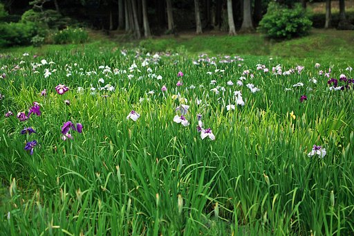 【この色、好き！】 花菖蒲