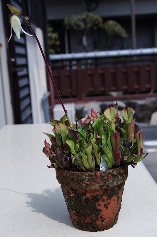 珍しい食虫植物が今年も咲いた。