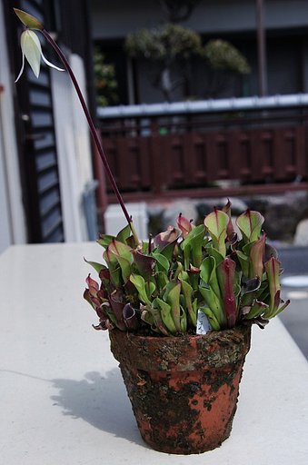 珍しい食虫植物が今年も咲いた。