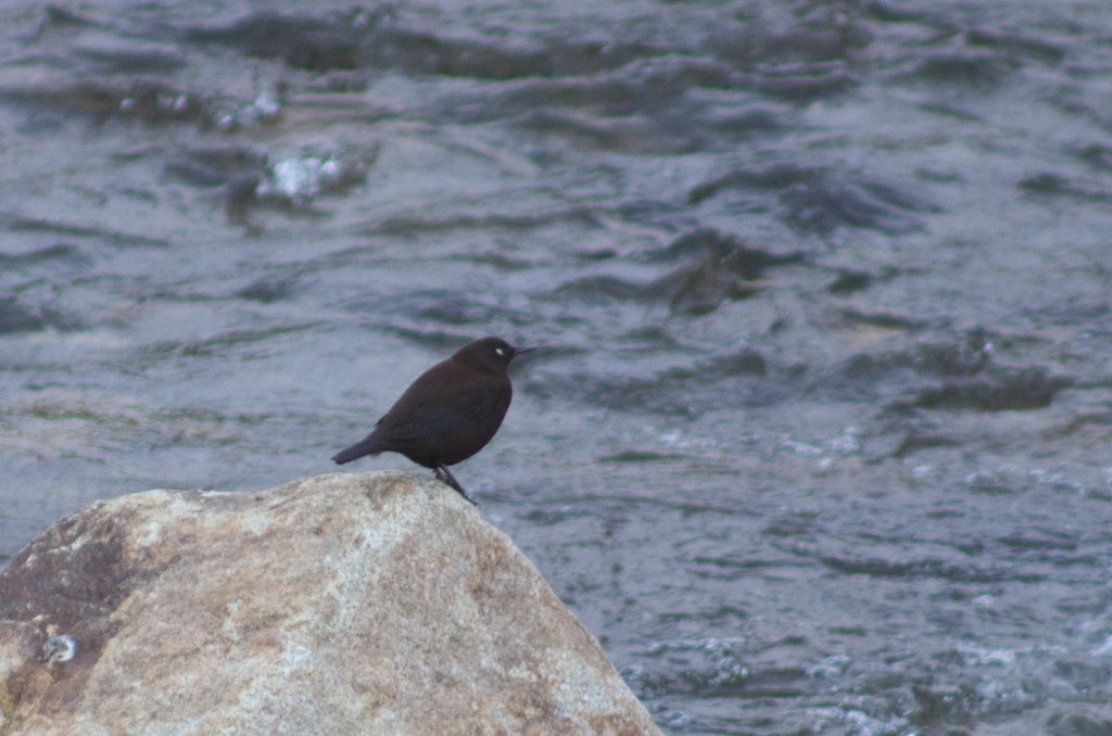 夕方にカワガラスが・・