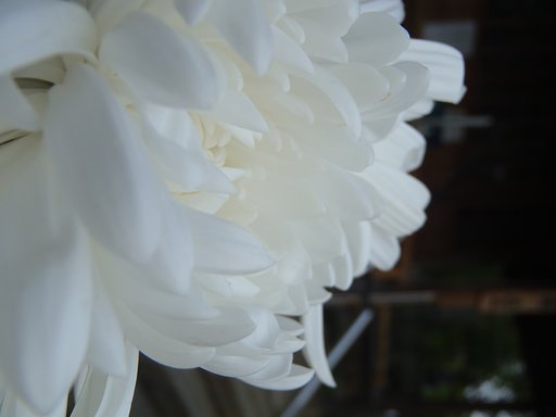 白い菊