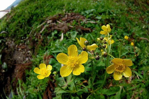 【この色　好き！】春の花　