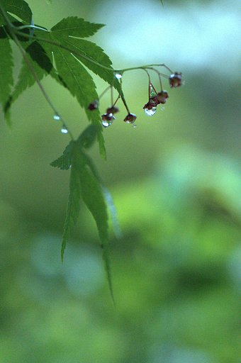 新緑と雨
