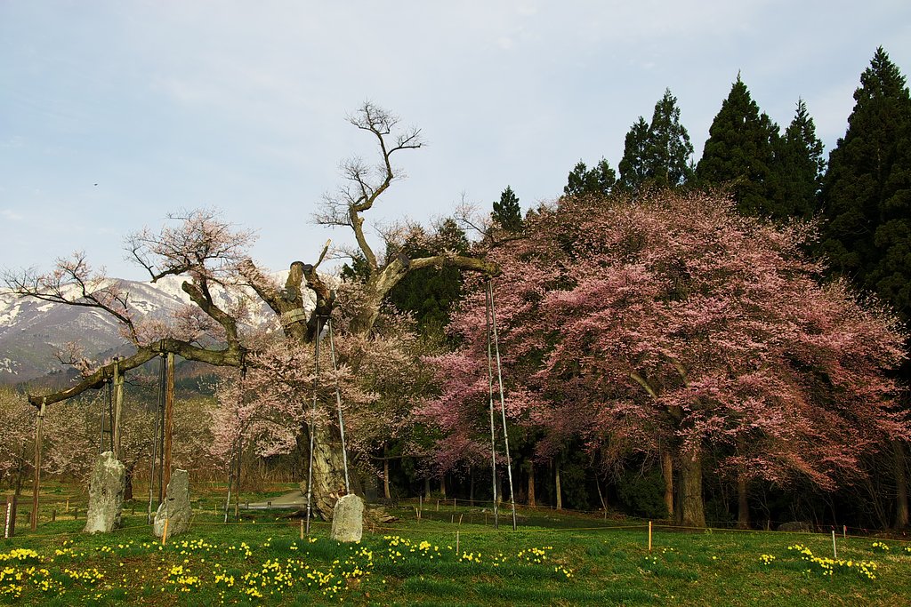釜の越桜
