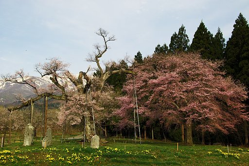 釜の越桜