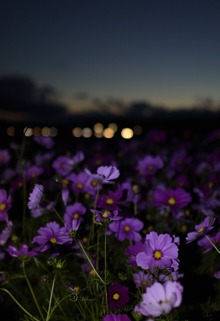 夕闇とコスモス