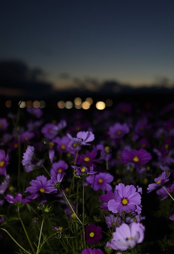 夕闇とコスモス