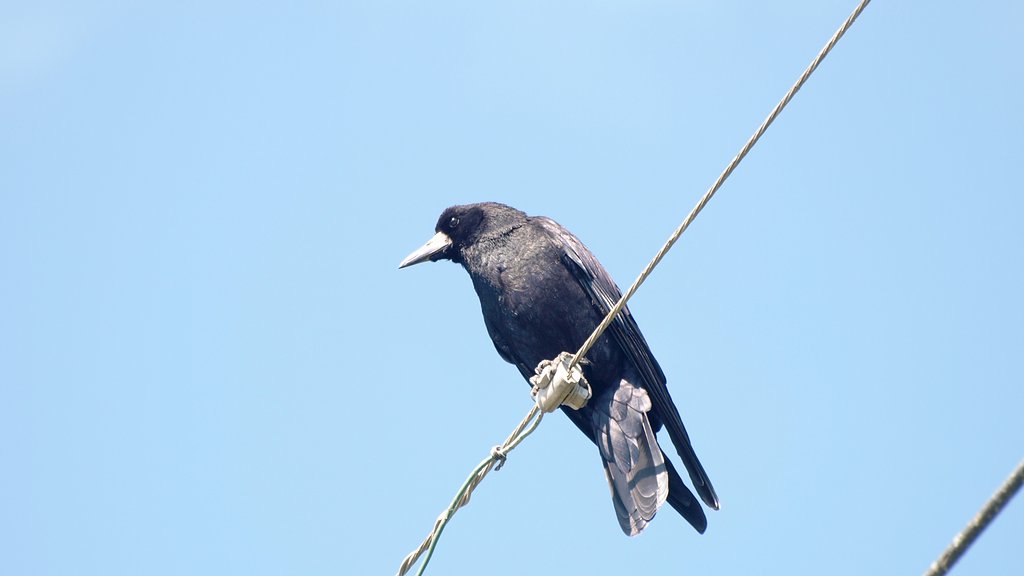カラス