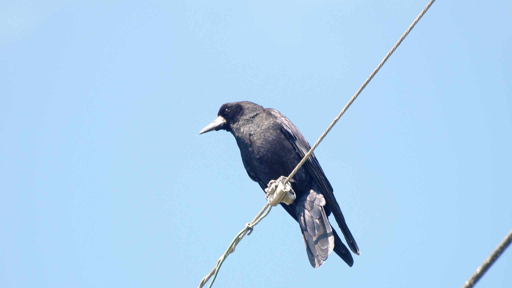 カラス