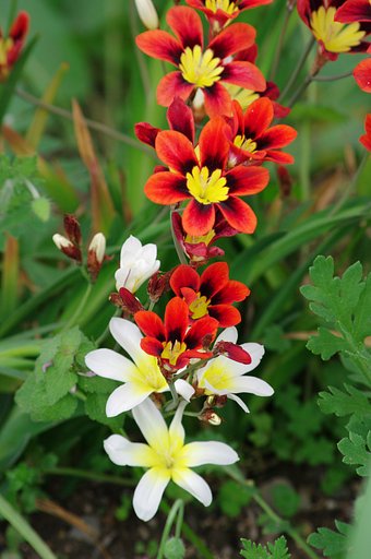 花火？
