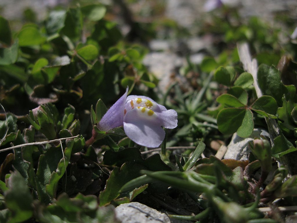 地べたの花
