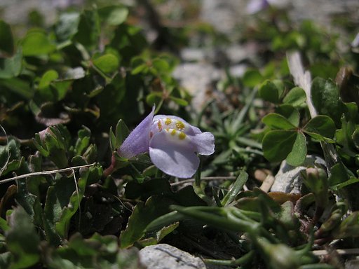地べたの花