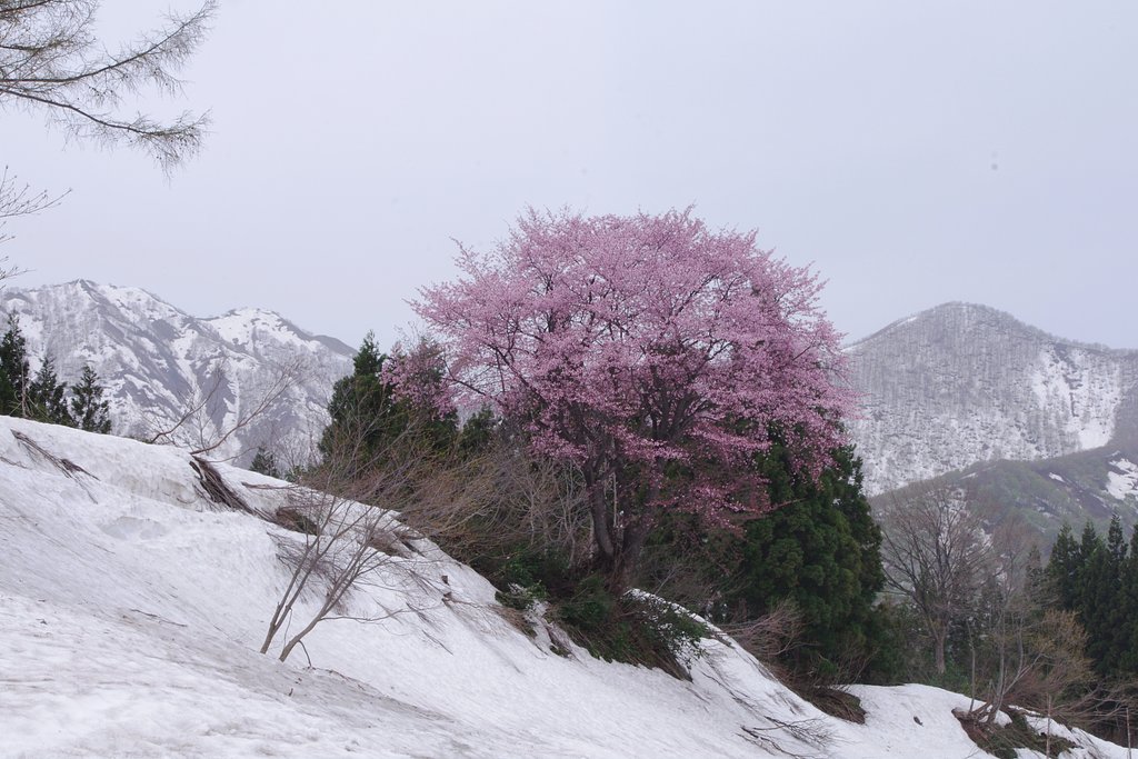 越後にて：雪国の春