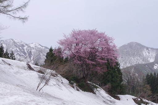 越後にて：雪国の春