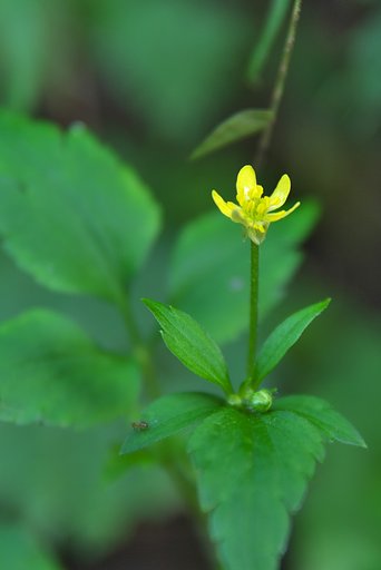 知らない黄色の花。