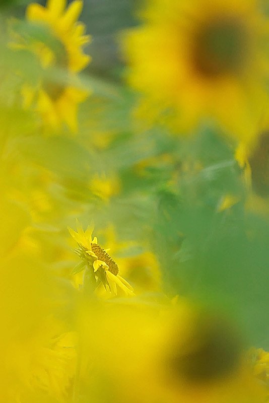 季節外れの・・・
