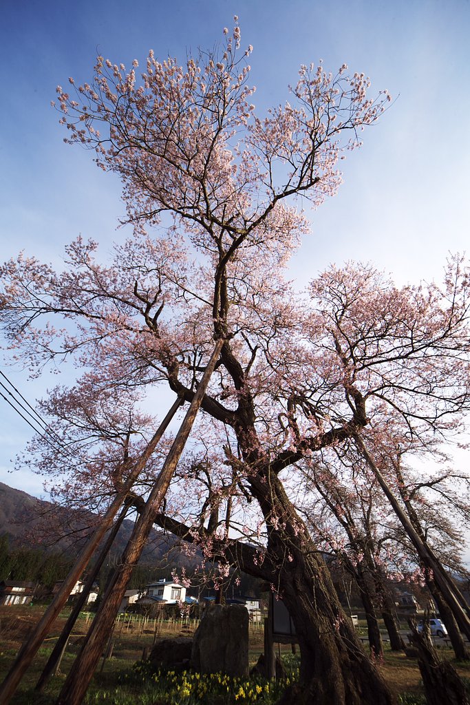 十二の桜2