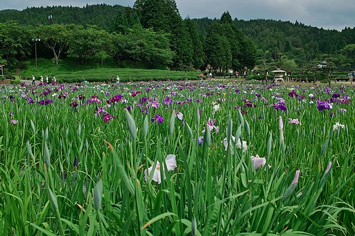 【睦】今年の（極楽のような）花菖蒲