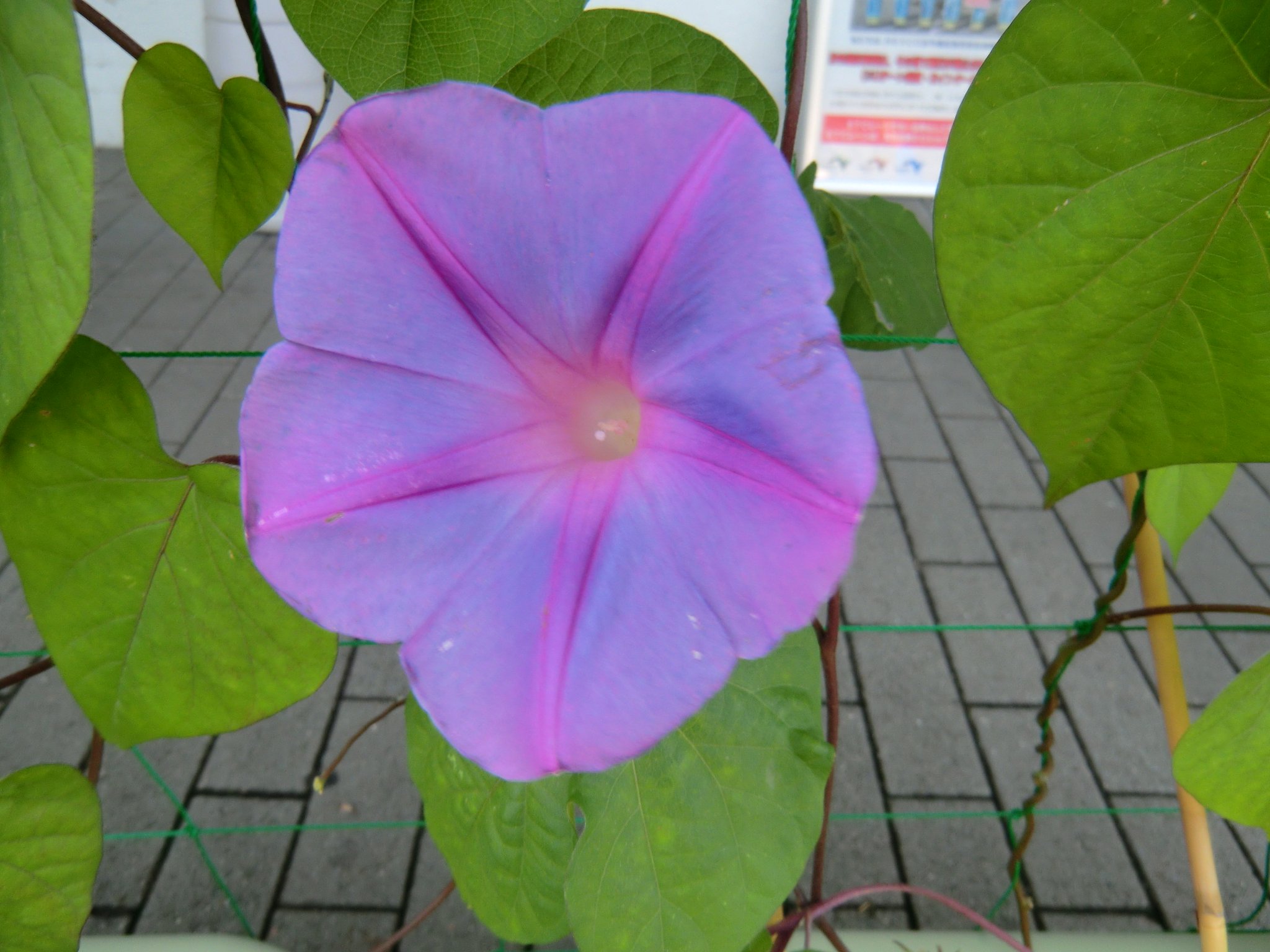 イリオモテ朝顔