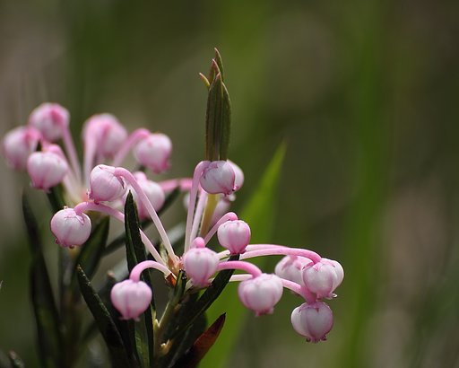 尾瀬の花をどうぞ