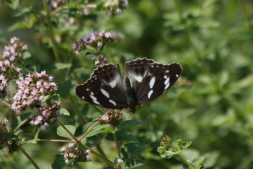 メスグロヒョウモン♀