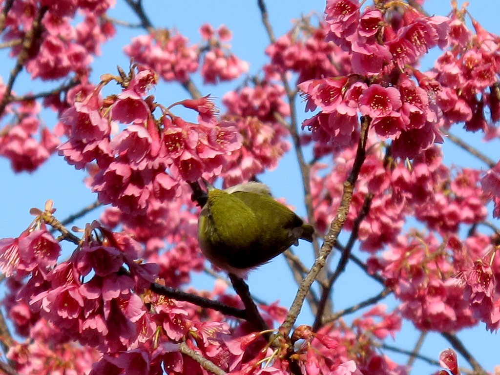 寒緋桜とメジロ