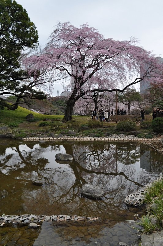 しだれ桜