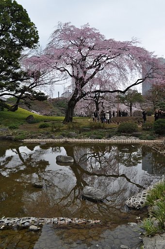 しだれ桜