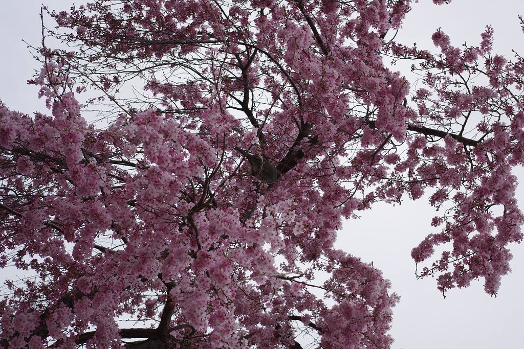 枝垂れ桜