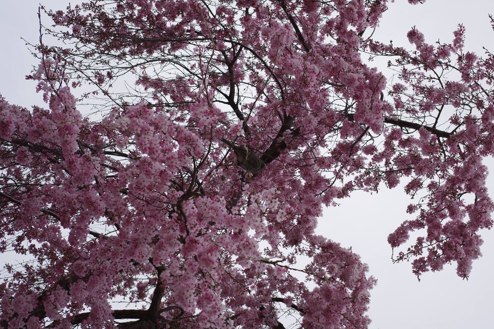 枝垂れ桜