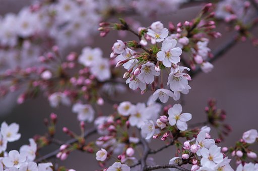 家の前の桜