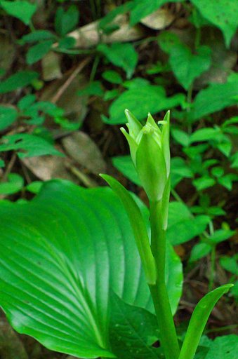 山の中のギボウシ。