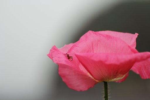花クモり？