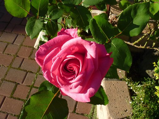 薔薇2