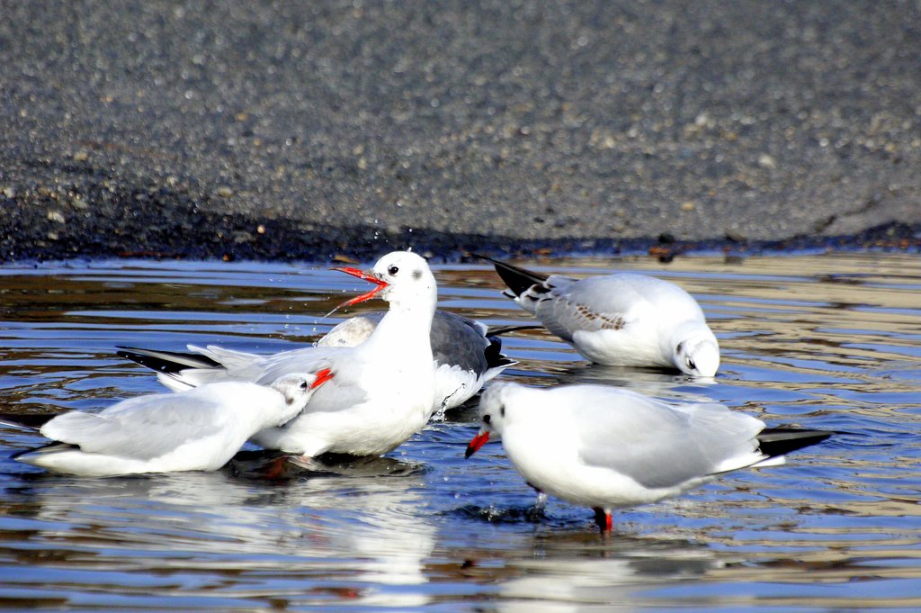 【睦】こっちの水甘いぜ！