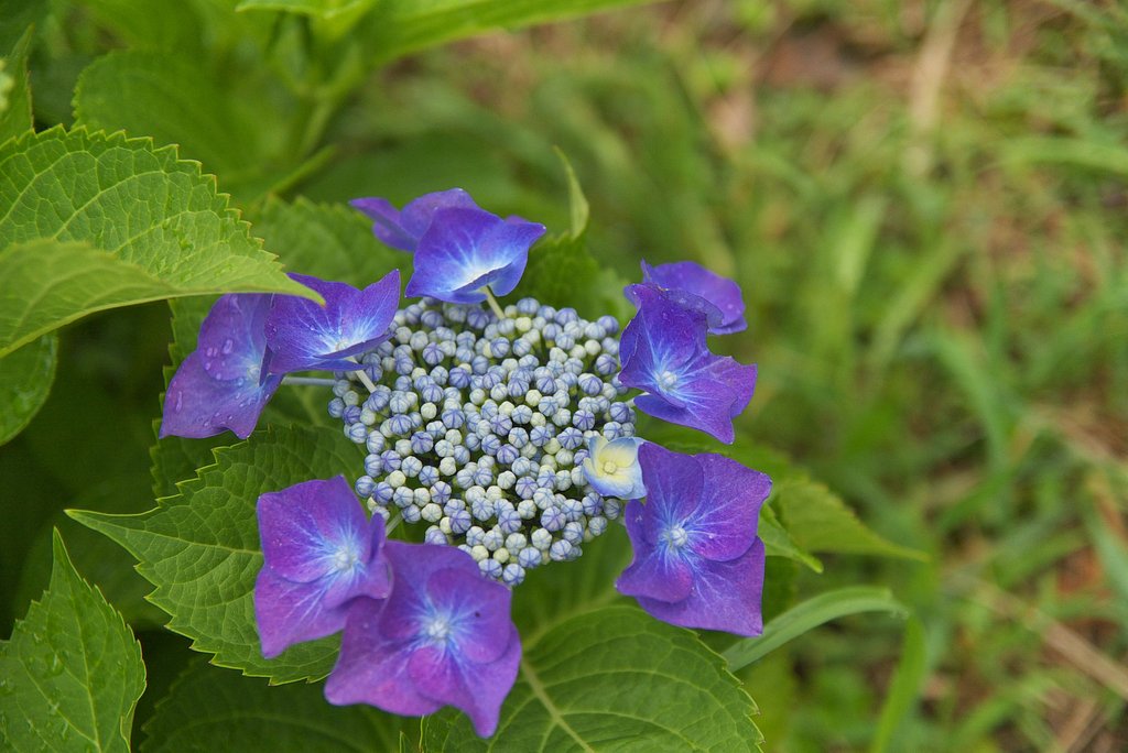 植え替えたガクアジサイが咲きました。