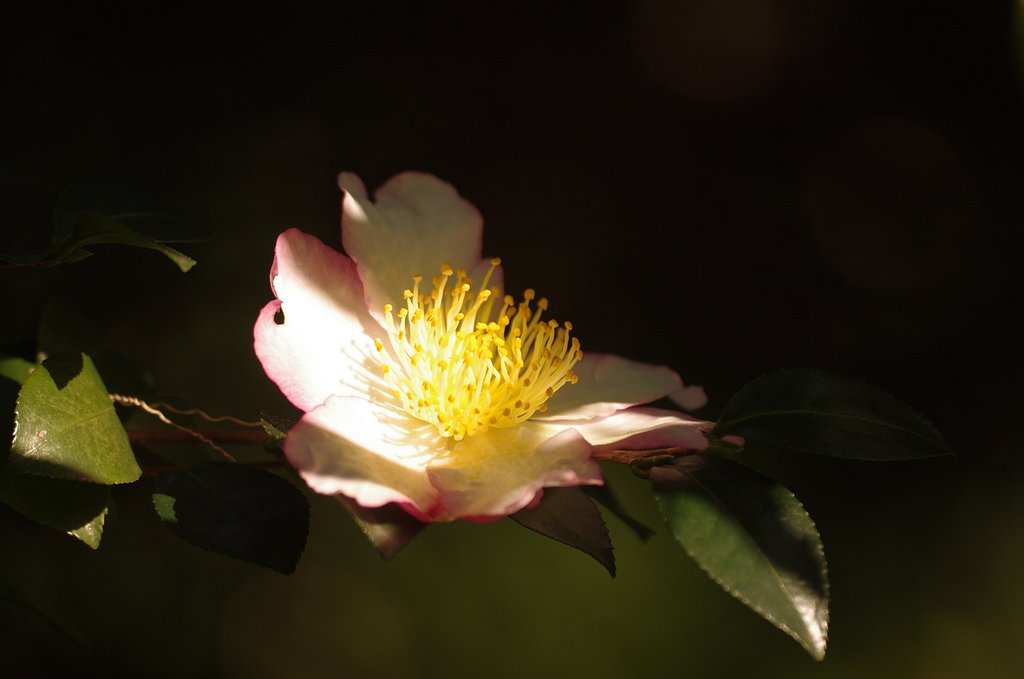 山茶花朝陽