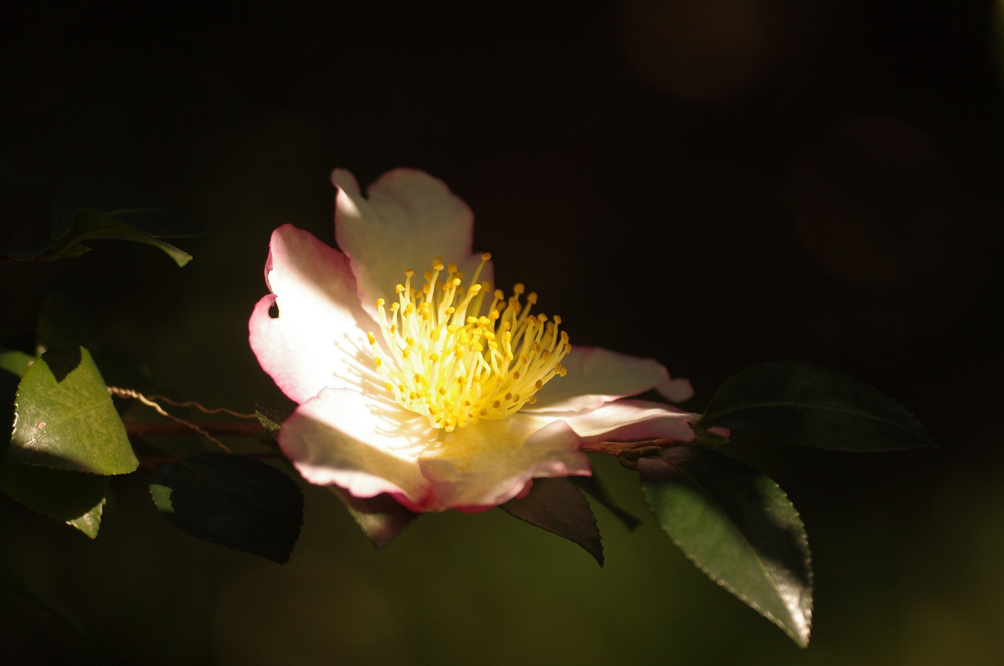 山茶花朝陽