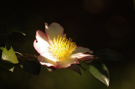 山茶花朝陽