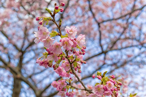 河津桜46