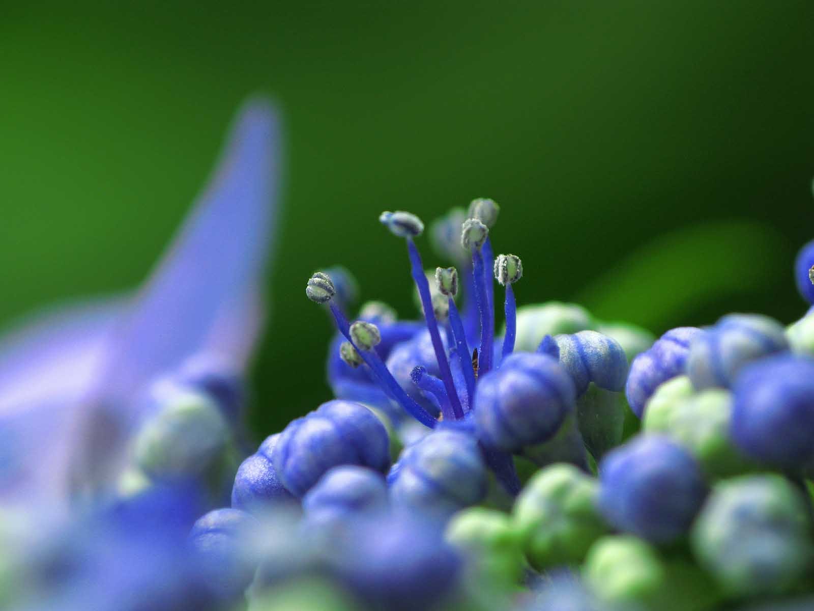 両性花