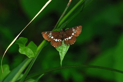ダイミョウセセリ