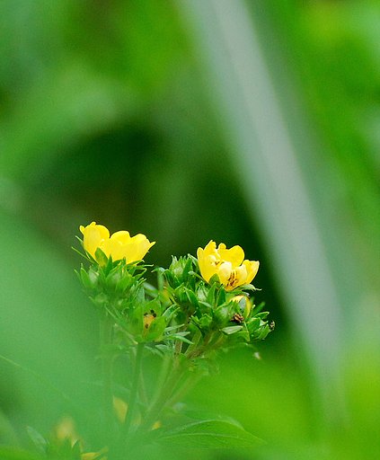 休耕田にあそぶその１１