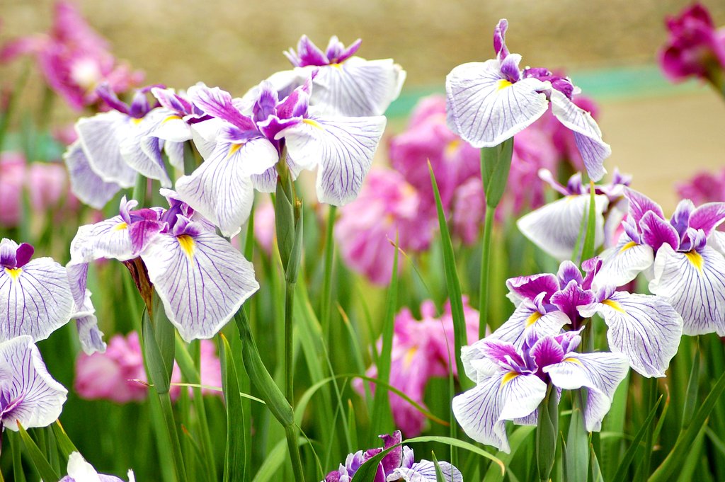 菖蒲