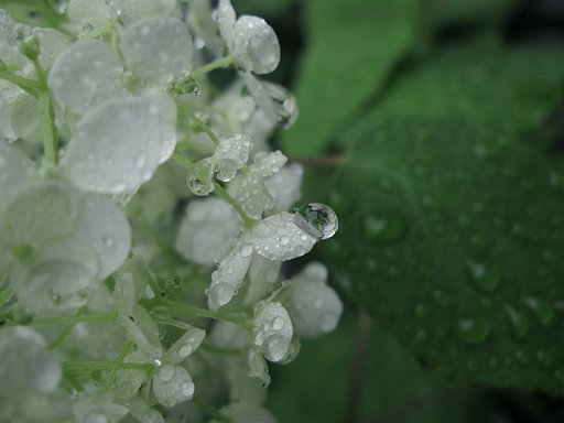 雨のアナベル