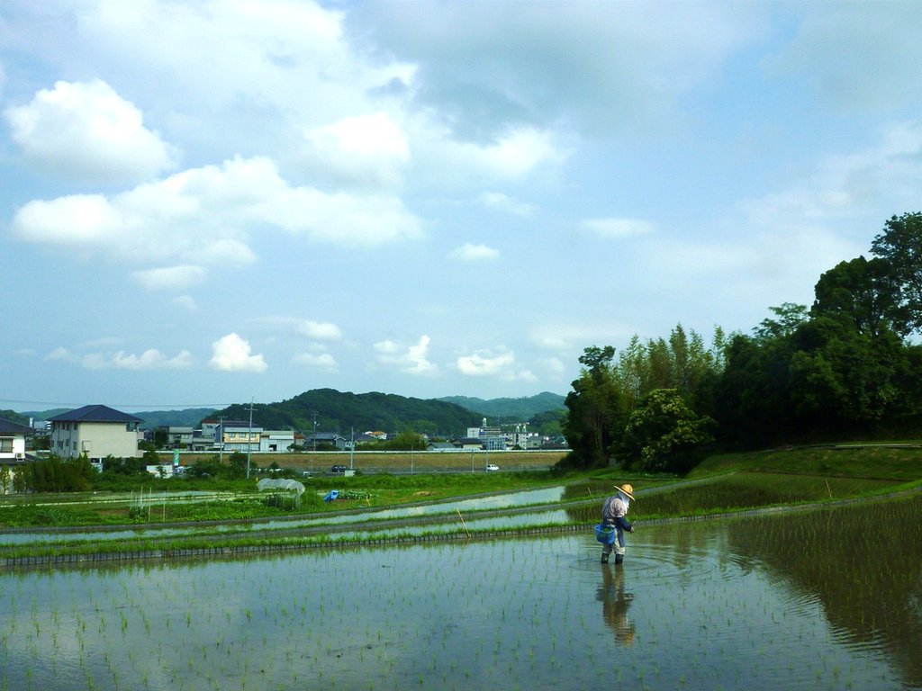 棚田